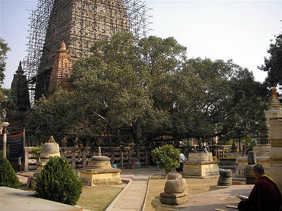 bodhi tree