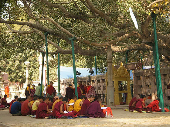 chanting under the bodhi tree