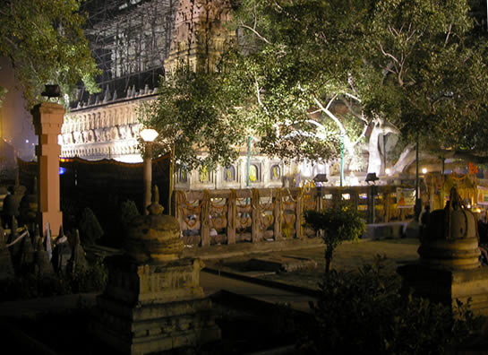 the Mahabodhi Temple and Bodhi Tree at night 